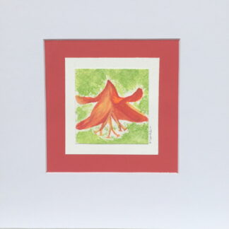 Mounted watercolour painting of crocosmia flower